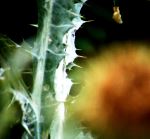 The Nature Defend It Self